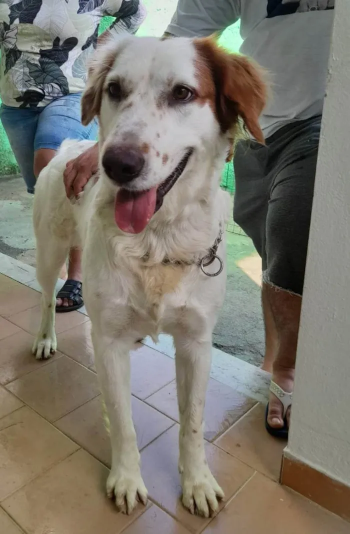 Cachorro ra a Srd  idade 2 anos nome Meg