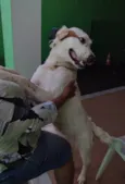 Meg