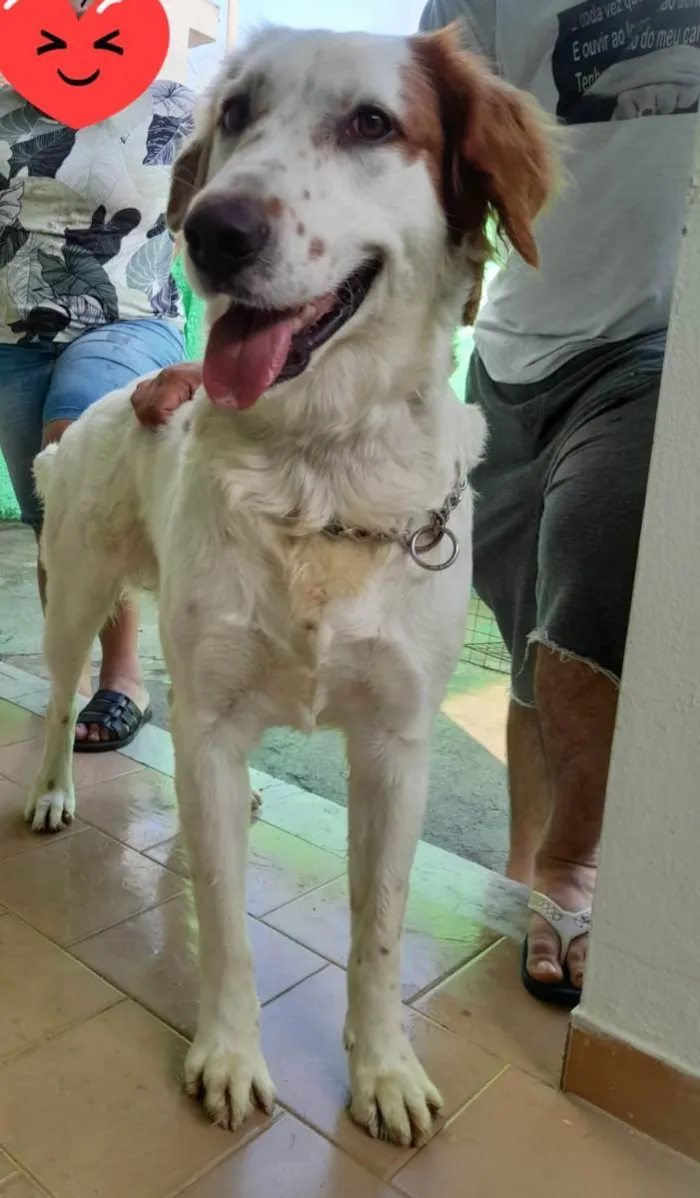 Cachorro ra a Srd  idade 2 anos nome Meg