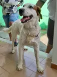 Meg