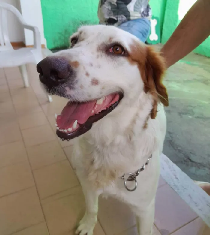 Cachorro ra a Srd  idade 2 anos nome Meg