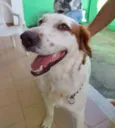 Meg