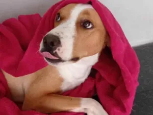 Cachorro raça  idade 1 ano nome Não sei 