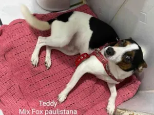 Cachorro raça Srd  idade 1 ano nome Teddy