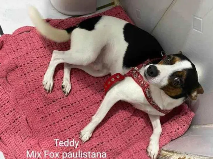 Cachorro raça Srd  idade 1 ano nome Teddy