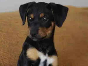 Cachorro raça Vira lata idade 7 a 11 meses nome Amora