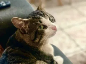 Gato raça Indefinido  idade 1 ano nome Floquinho 