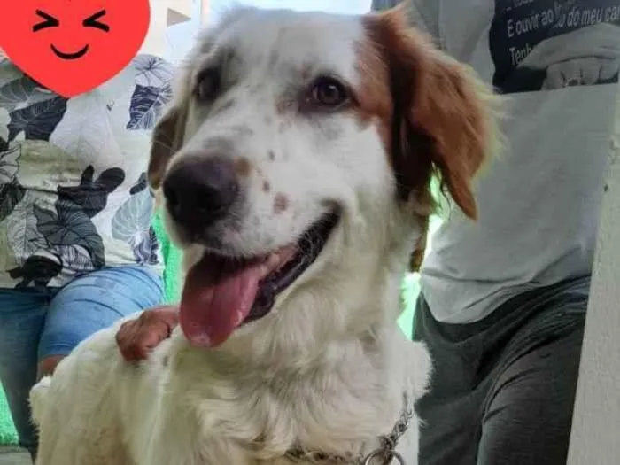 Cachorro ra a Srd  idade 2 anos nome Meg
