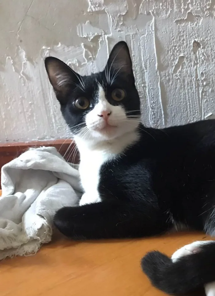 Gato ra a Srd idade 1 ano nome Margo