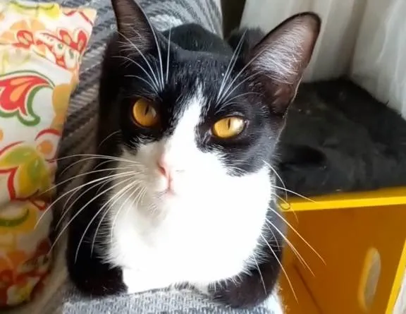 Gato ra a Srd idade 1 ano nome Margo