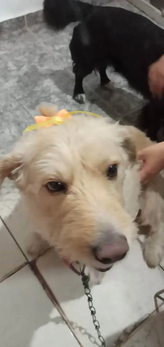 Cachorro ra a Viralata idade 6 ou mais anos nome Masha