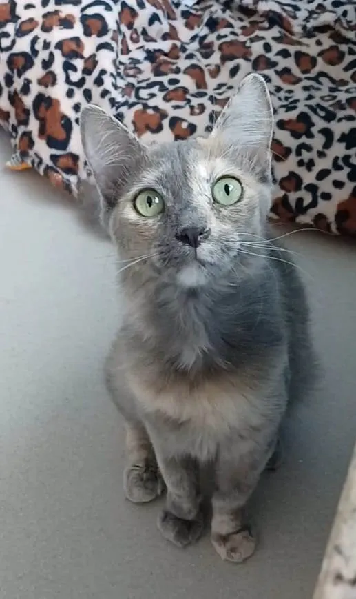 Gato ra a Srd idade 2 a 6 meses nome SUSY