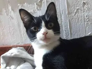 Gato raça Srd idade 1 ano nome Margo