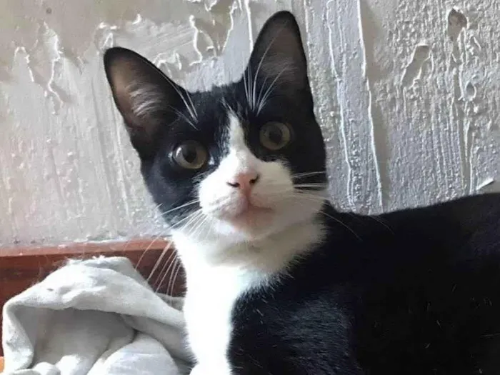 Gato ra a Srd idade 1 ano nome Margo