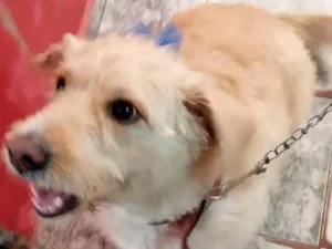 Cachorro raça Viralata idade 6 ou mais anos nome Masha