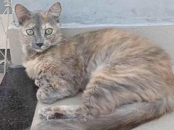 Gato ra a Srd idade 2 a 6 meses nome SUSY