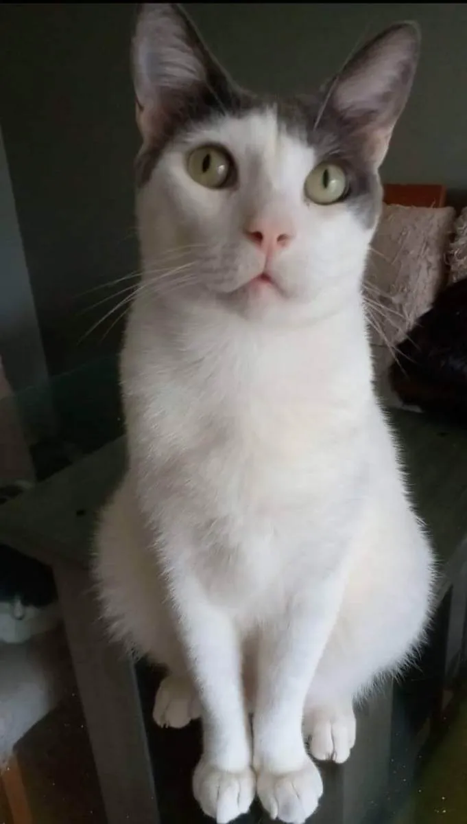 Gato ra a Srd idade 2 anos nome John