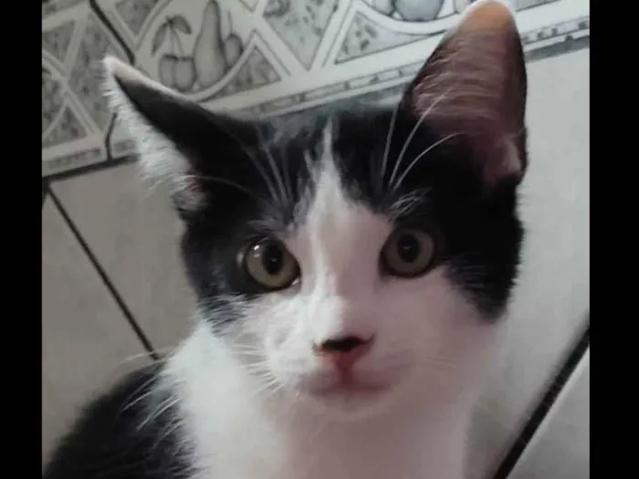 Gato ra a SRD idade 2 a 6 meses nome NICO