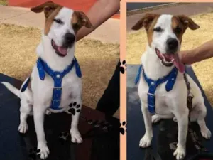 Cachorro raça SRD idade 2 anos nome NICK