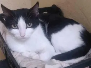 Gato raça Vira lata  idade 1 ano nome Babi