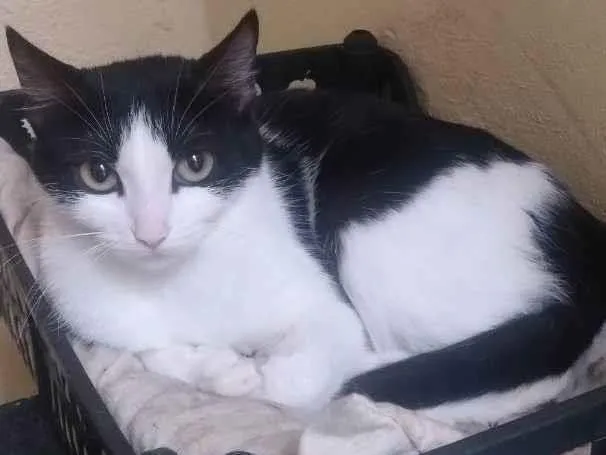 Gato ra a Vira lata  idade 1 ano nome Babi