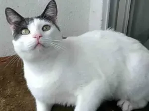 Gato raça Srd idade 2 anos nome John