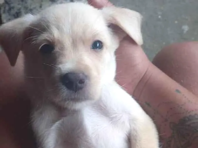 Cachorro ra a Mistura com poodle e pitbul  idade 2 a 6 meses nome Marley