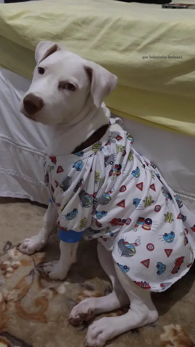 Cachorro raça Pitbull idade 2 a 6 meses nome Yuuna