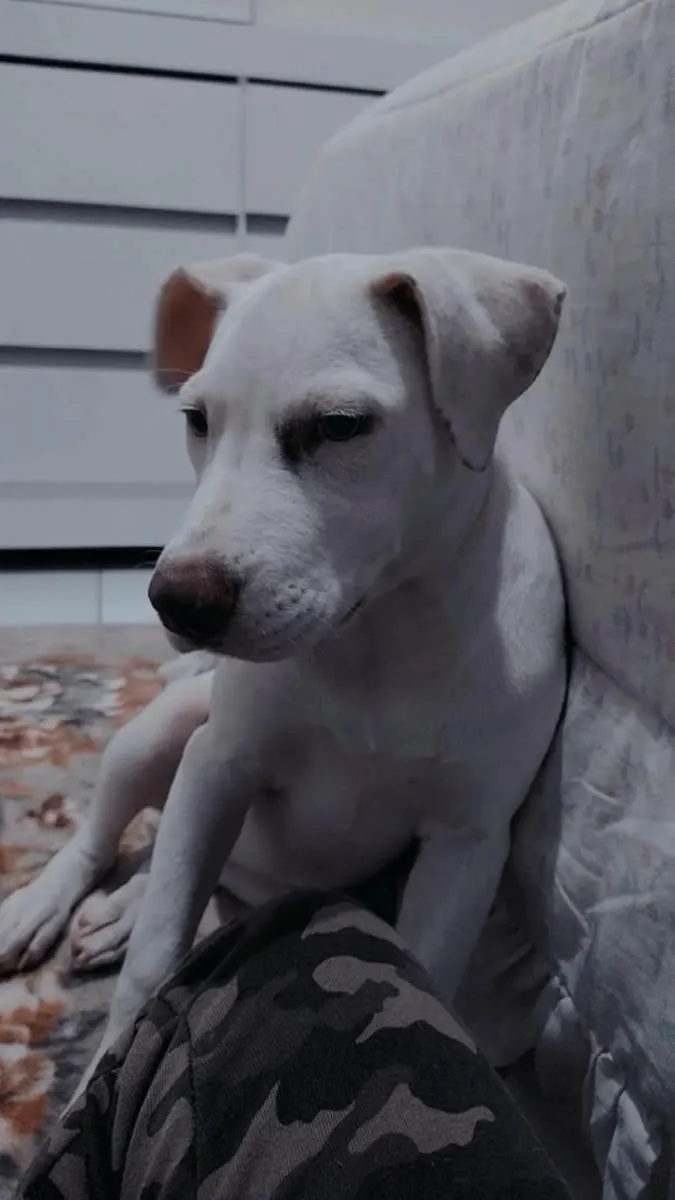 Cachorro raça Pitbull idade 2 a 6 meses nome Yuuna