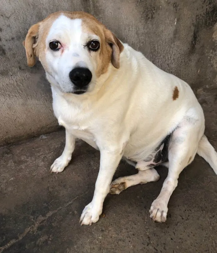 Cachorro ra a SRD idade 6 ou mais anos nome Urso