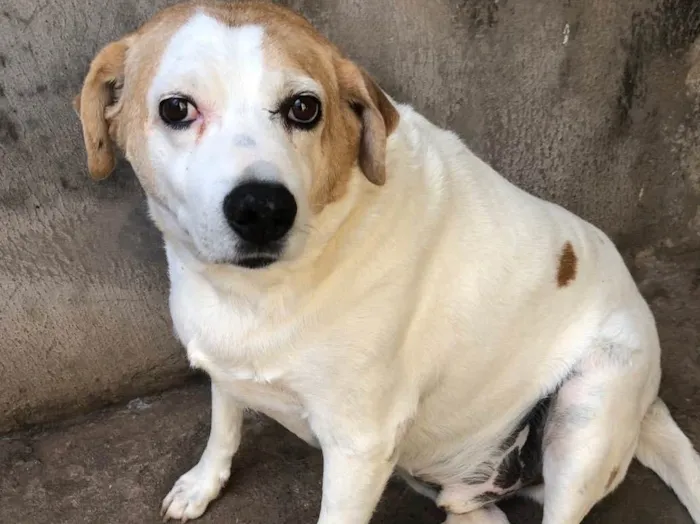 Cachorro ra a SRD idade 6 ou mais anos nome Urso