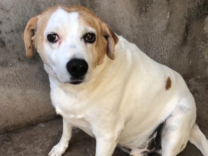 Cachorro ra a SRD idade 6 ou mais anos nome Urso