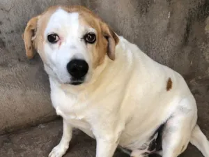 Cachorro raça SRD idade 6 ou mais anos nome Urso