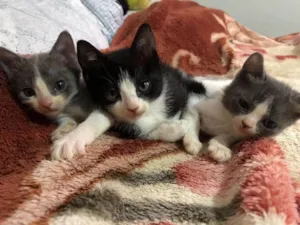 Gato raça  idade 2 a 6 meses nome Sem nome