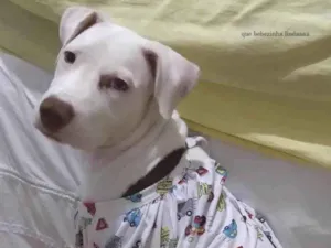 Cachorro raça Pitbull idade 2 a 6 meses nome Yuuna