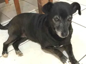 Cachorro raça SRD idade 6 ou mais anos nome Neguinha