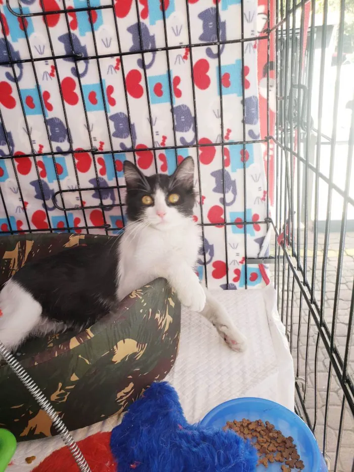 Gato raça Srd idade 2 a 6 meses nome Baltazar