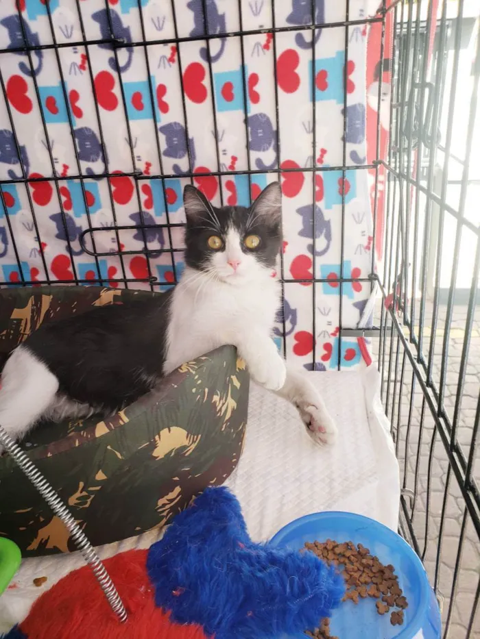 Gato raça Srd idade 2 a 6 meses nome Baltazar