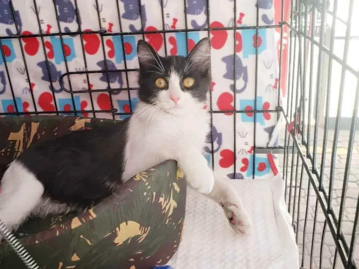 Gato raça Srd idade 2 a 6 meses nome Baltazar