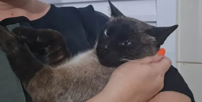 Gato ra a Siamês  idade 2 a 6 meses nome Mingau