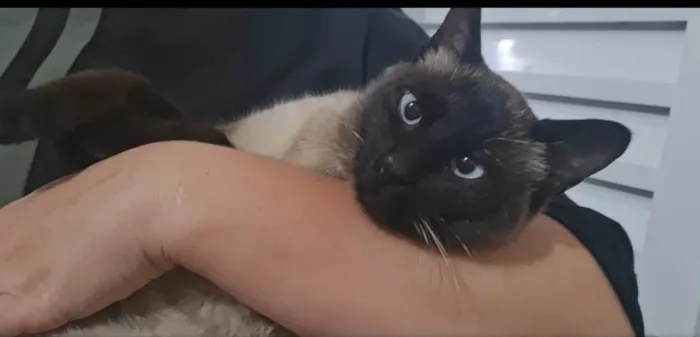 Gato ra a Siamês  idade 2 a 6 meses nome Mingau