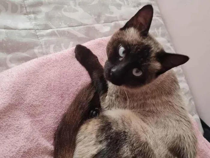 Gato ra a Siamês  idade 2 a 6 meses nome Mingau