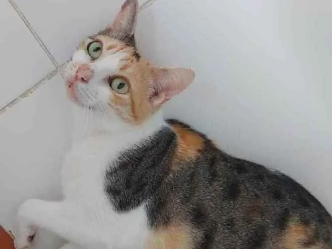 Gato raça Sem raça definida  idade 7 a 11 meses nome Alexa - CASTRADA 