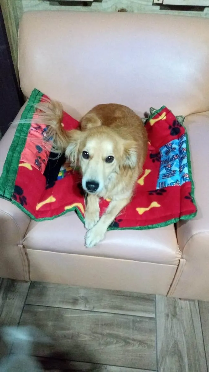 Cachorro ra a Vira lata idade 4 anos nome Mel