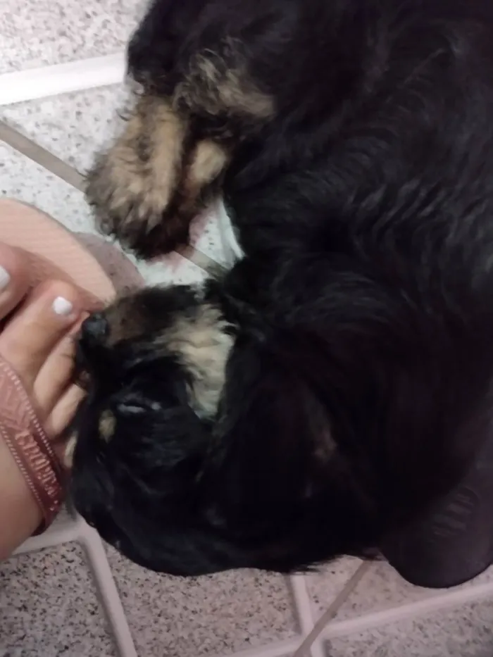 Cachorro raça SRD idade 2 a 6 meses nome Bank