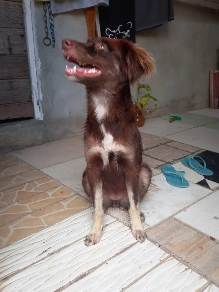 Cachorro ra a Filha de puldo com vira-latas  idade 1 ano nome Meg