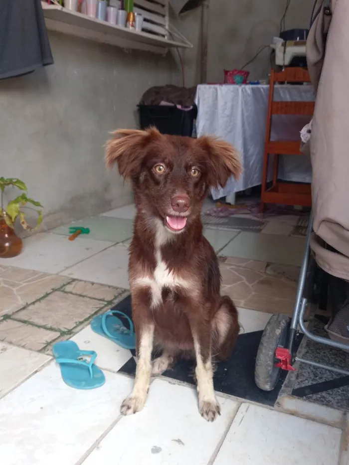 Cachorro ra a Filha de puldo com vira-latas  idade 1 ano nome Meg