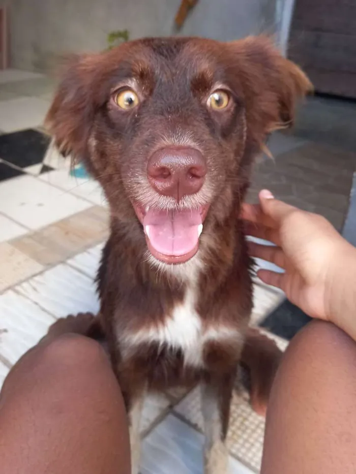 Cachorro ra a Filha de puldo com vira-latas  idade 1 ano nome Meg