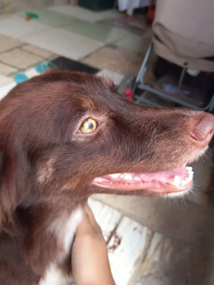 Cachorro ra a Filha de puldo com vira-latas  idade 1 ano nome Meg