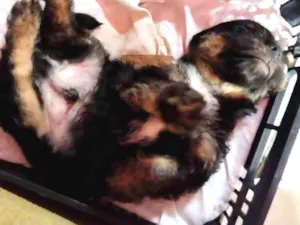 Cachorro raça SRD idade 2 a 6 meses nome Bank